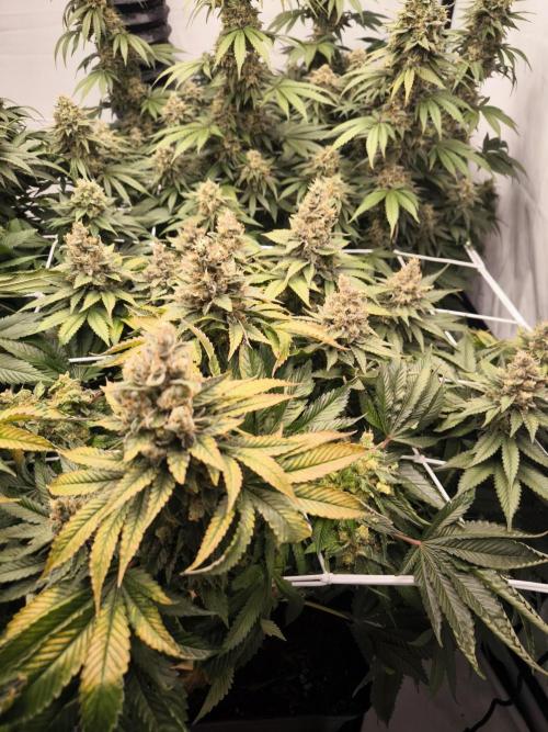 Blue Gelato & Mona Lisa. Week 13