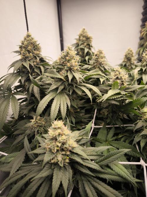 Blue Gelato & Mona Lisa. Week 13