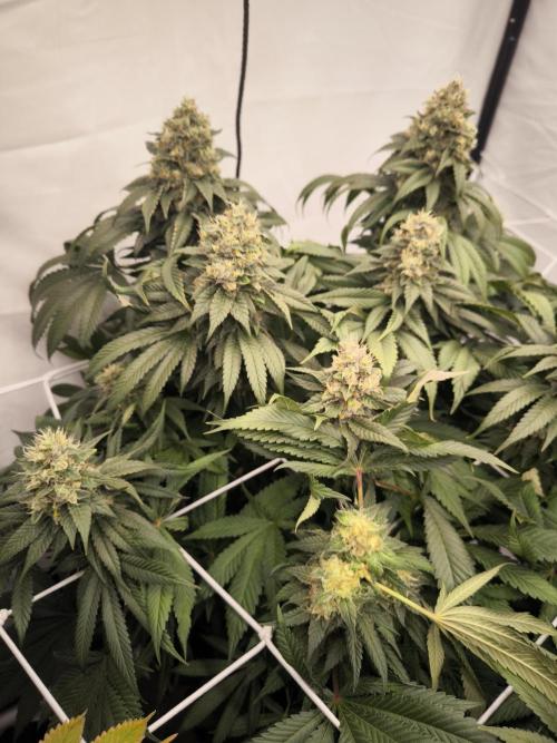 Blue Gelato & Mona Lisa. Week 13