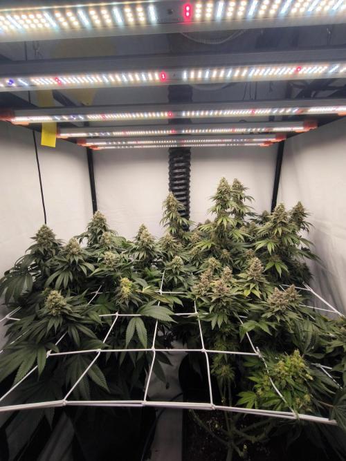 Blue Gelato & Mona Lisa. Week 13
