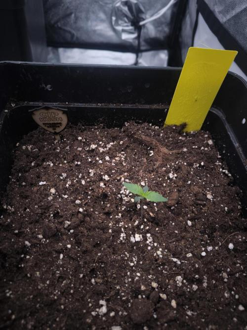 CIP Kush. Week 1