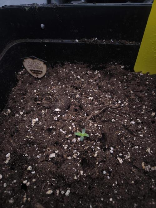 CIP Kush. Week 1