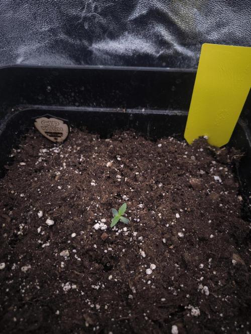 CIP Kush. Week 1