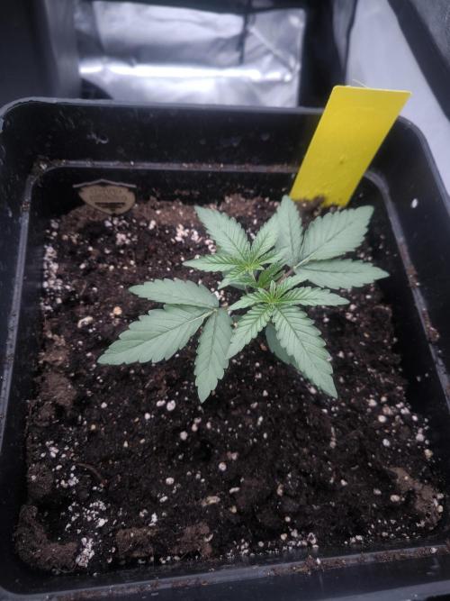 CIP Kush. Week 2
