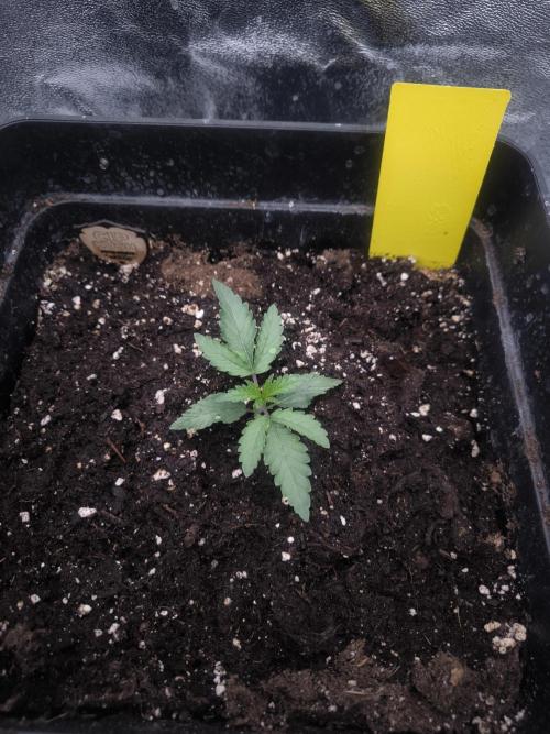 CIP Kush. Week 2