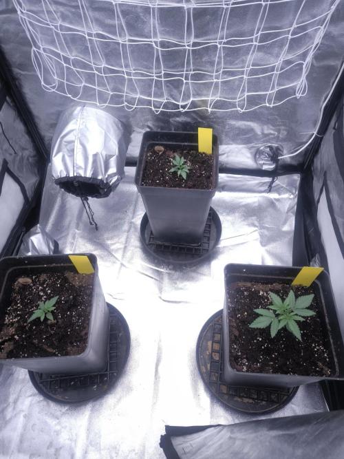 CIP Kush. Week 2