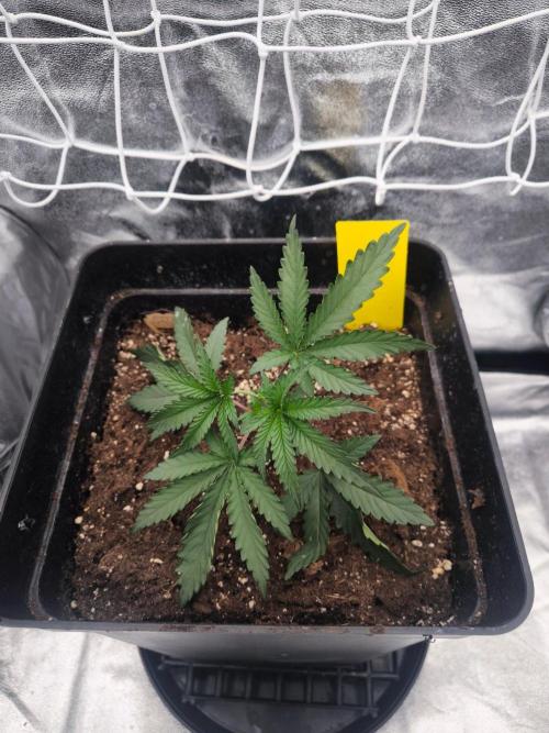 CIP Kush. Week 3