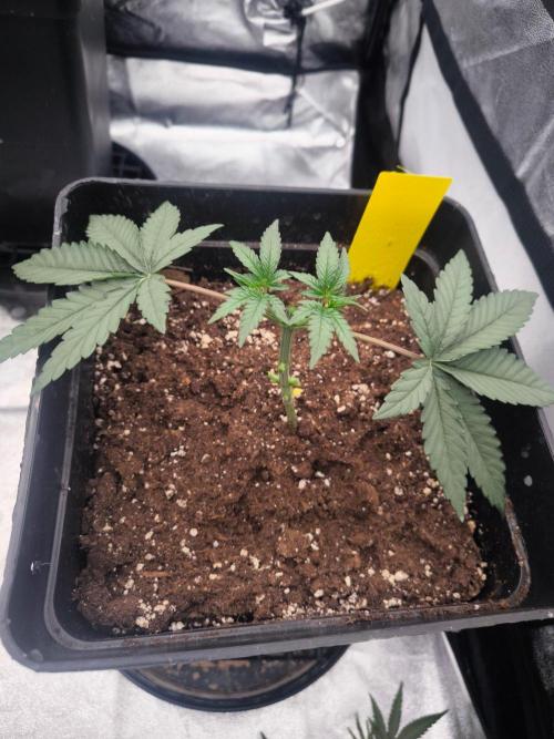 CIP Kush. Week 3