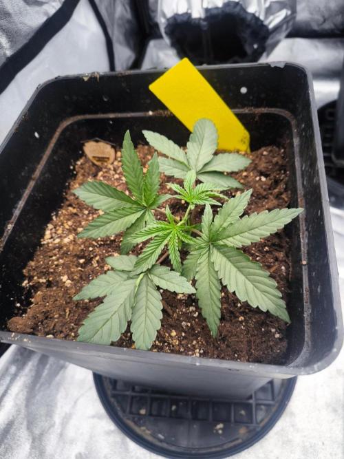 CIP Kush. Week 3