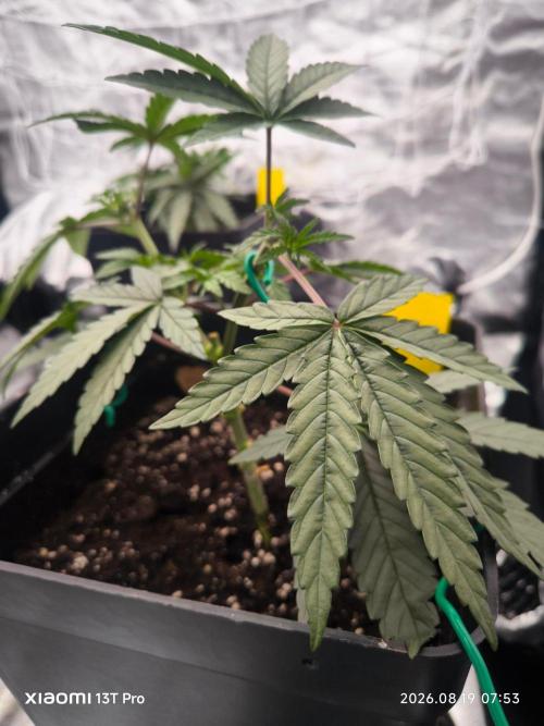 CIP Kush. Week 4