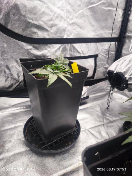 CIP Kush. Week 4