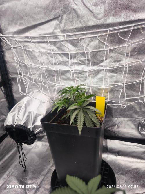 CIP Kush. Week 4