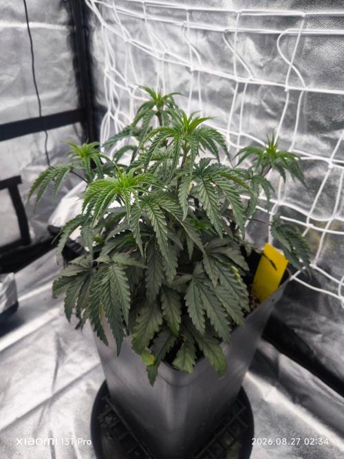CIP Kush. Week 5