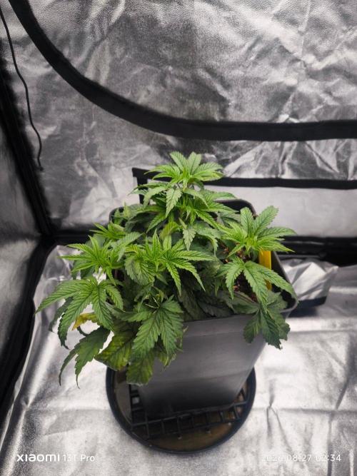 CIP Kush. Week 5