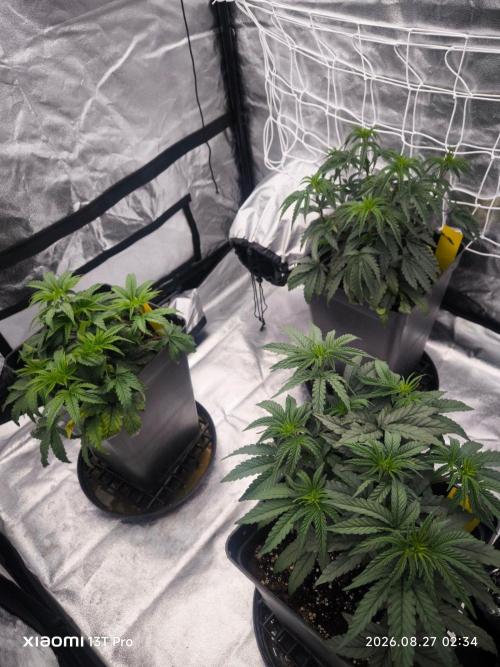 CIP Kush. Week 5