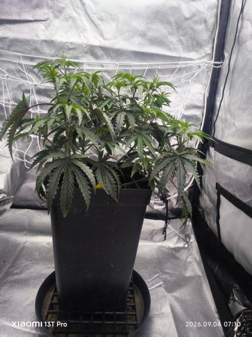 CIP Kush. Week 6