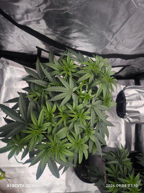 CIP Kush. Week 6