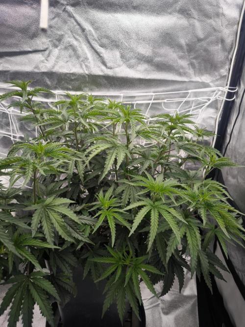 CIP Kush. Week 7