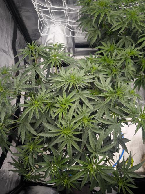 CIP Kush. Week 7