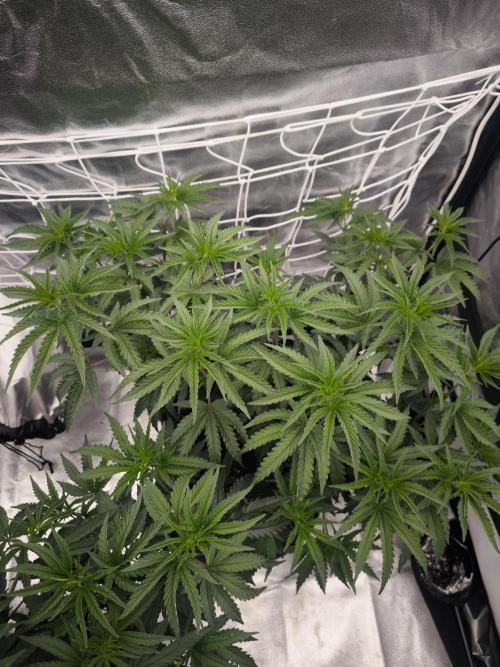 CIP Kush. Week 7