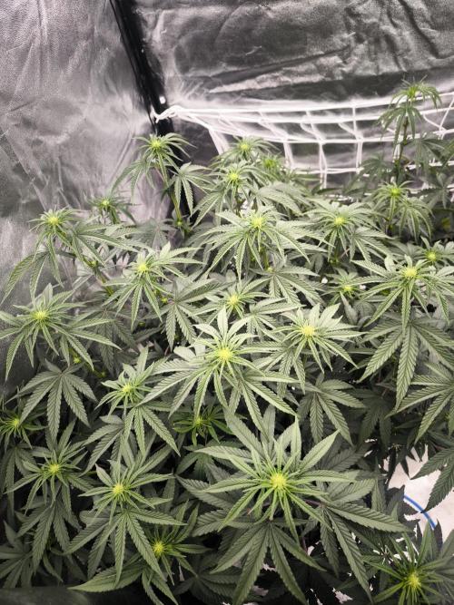 CIP Kush. Week 8
