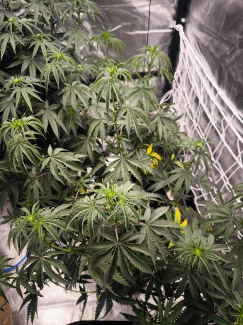 CIP Kush. Week 8