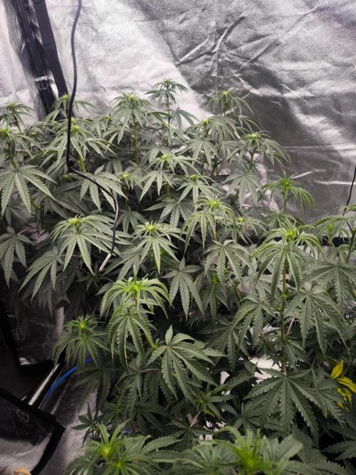 CIP Kush. Week 8
