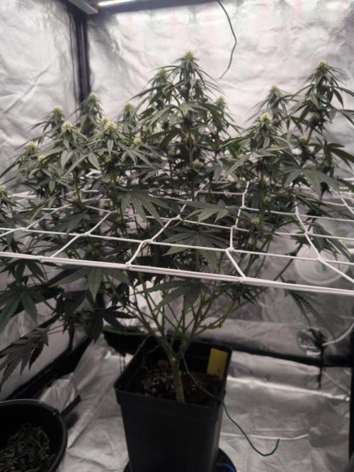 CIP Kush. Week 9