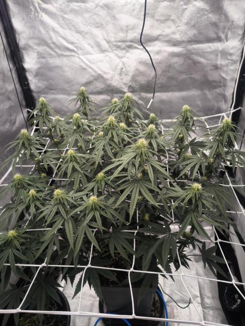 CIP Kush. Week 9