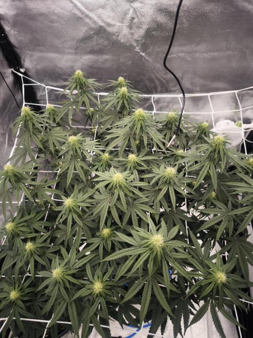 CIP Kush. Week 9