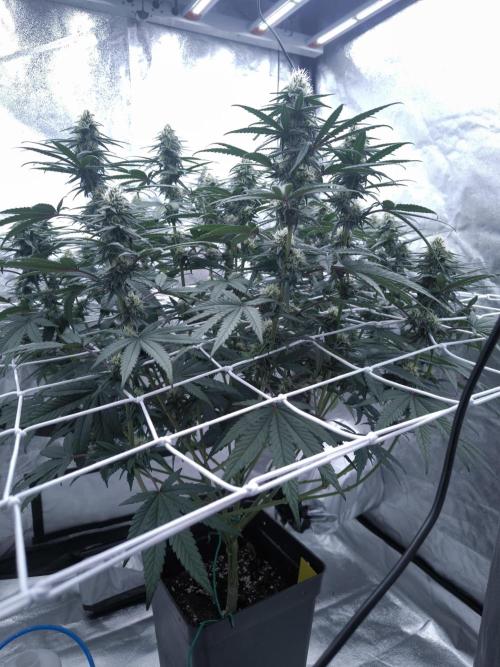 CIP Kush. Week 10