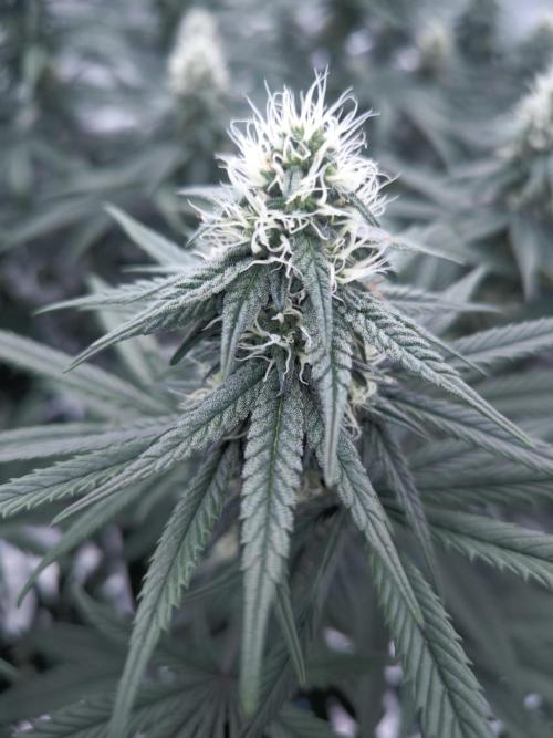 CIP Kush. Week 10
