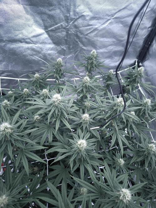 CIP Kush. Week 10