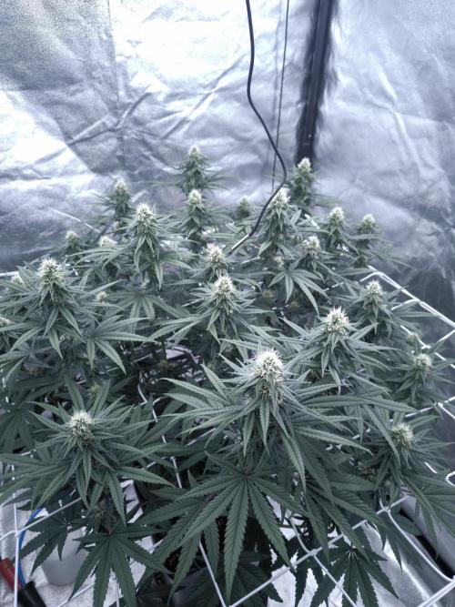 CIP Kush. Week 10