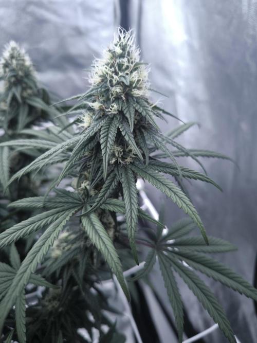 CIP Kush. Week 11