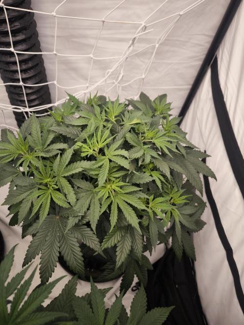 Desperado a Mimosa. Week 1 - Desperado