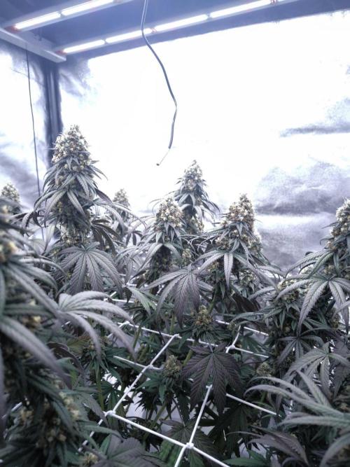 CIP Kush. Week 13