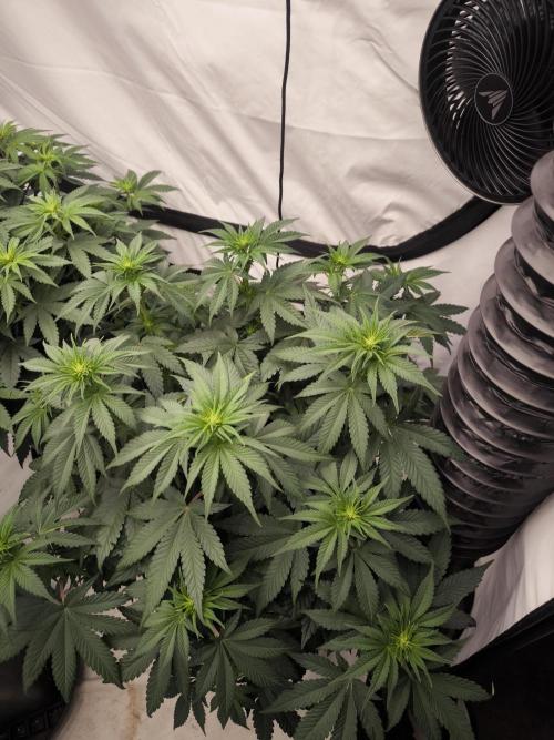 Desperado a Mimosa. Week 2 - Mimosa x Orange punch 