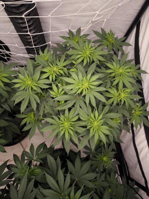Desperado a Mimosa. Week 2 - Desperado