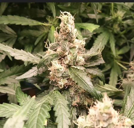 First reversal.. Week 1 - my first and last diary if the damned photo upload wont work!