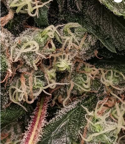 First reversal.. Week 2 - yummy mummy