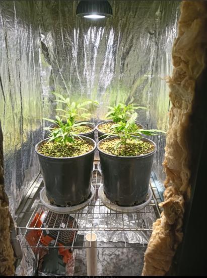 First reversal.. Week 2 - i managed to get two more shots uploaded then it failed again.