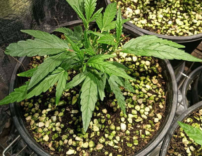 First reversal.. Week 3