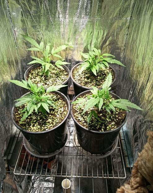 First reversal.. Week 2