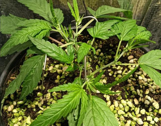 First reversal.. Week 2