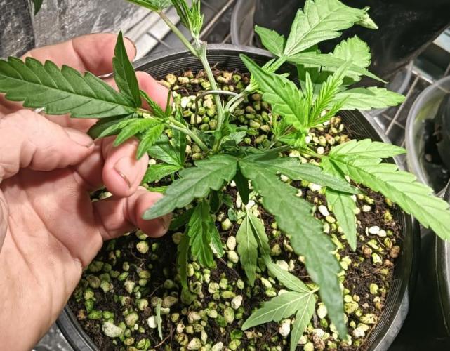 First reversal.. Week 2