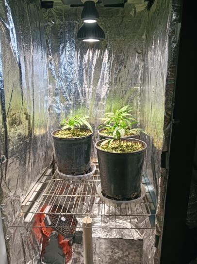 First reversal.. Week 2