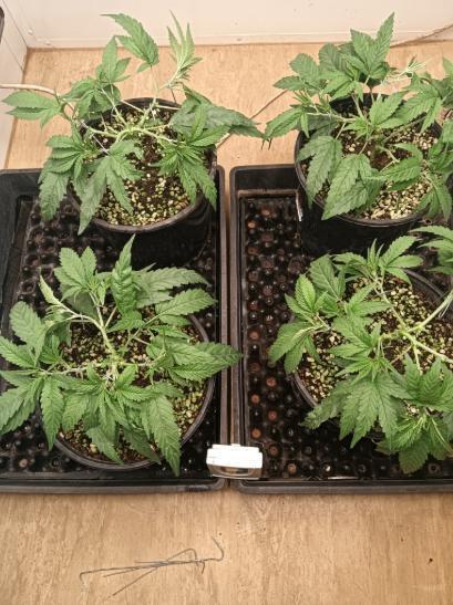 First reversal.. Week 3