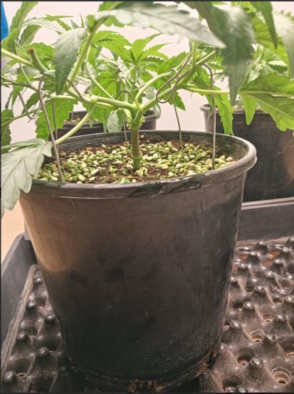 First reversal.. Week 3