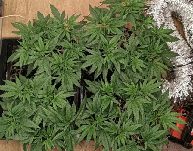 First reversal.. Week 3